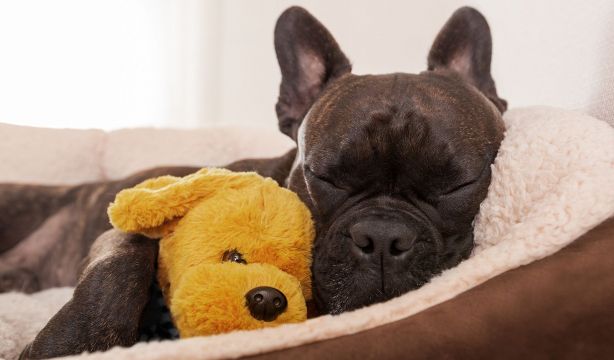 Los consejos de una veterinaria para que tu perro duerma toda la noche del tirón (Bigstock)