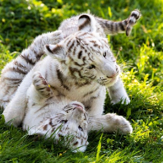 Tigres blancos Sendaviva Tigres blancos Sendaviva