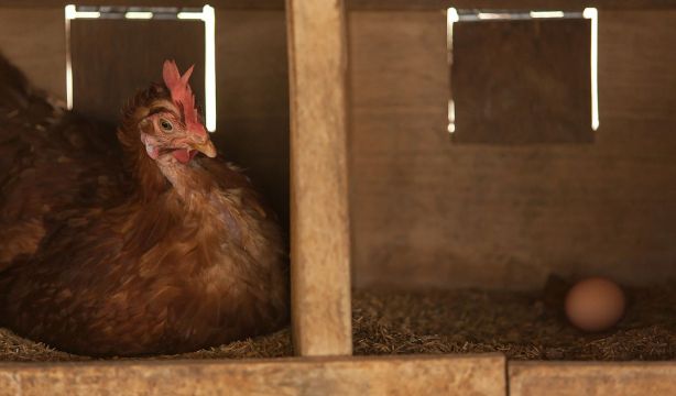 ¿Qué fue antes, el huevo o la gallina? La ciencia resuelve por fin el enigma