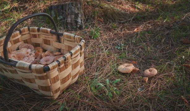 El otoño es tiempo de hongos: restaurantes donde degustar setas y rutas micológicas en Madrid