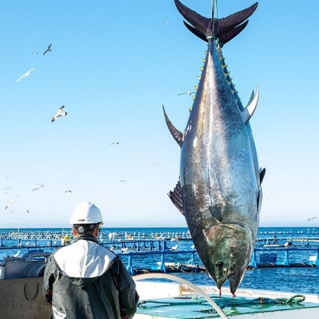 Imagen de la captura de un atún. Fuente: Europa Press Imagen de la captura de un atún. Fuente: Europa Press