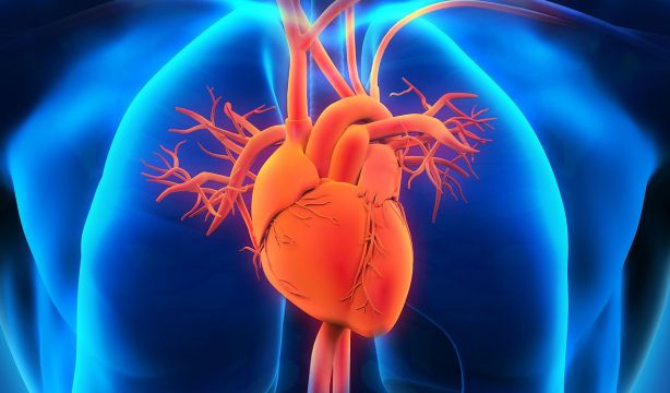 La forma del corazón puede determinar el riesgo cardiovascular. Bigstock