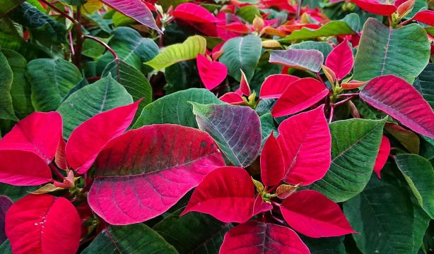 Esta es la razón por la que tu flor de Pascua se estropea y cómo evitarlo