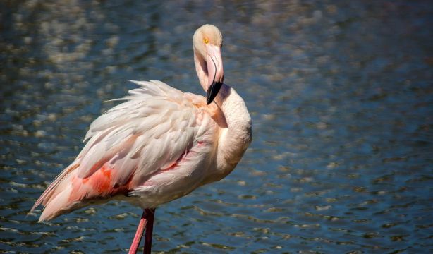 Encuentran las primeras huellas fosilizadas de flamenco en Europa: tienen más de 150.000 años