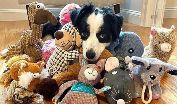 ¿Sabías que los perros identifican objetos por la textura y no por su forma?