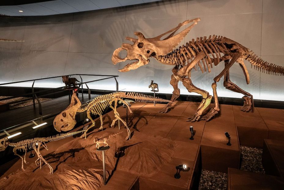 Fuente: bigstock. El precio del tamaño: los dinosaurios más grandessacrificaron su cerebro y sus sentidos Fuente: bigstock. El precio del tamaño: los dinosaurios más grandessacrificaron su cerebro y sus sentidos