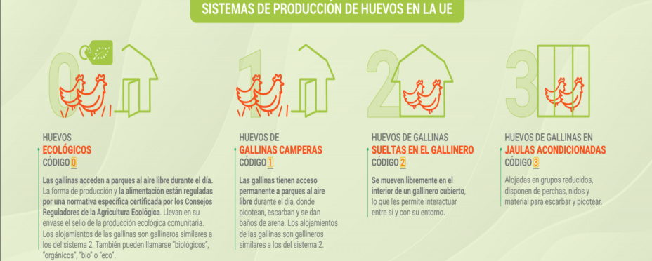 Infografía sobre el código de etiquetado de los huevos. Fuente: Inprovo