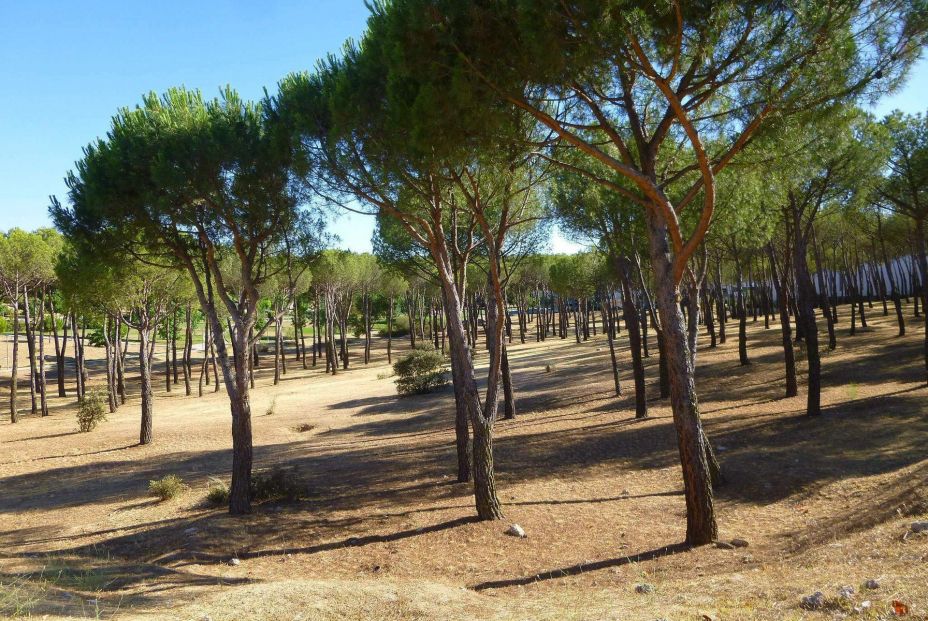 Monte del Pilar Monte del Pilar