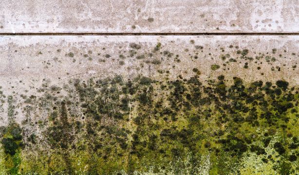 Descubre cómo mantener a raya el moho de tu baño