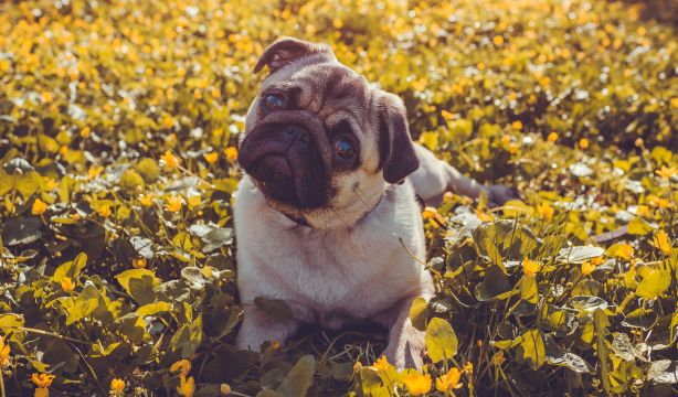Un perro prestando atención a su dueño. Fuente: Bigstock