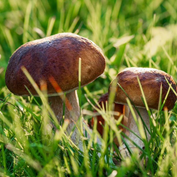 Setas silvestres Setas silvestres