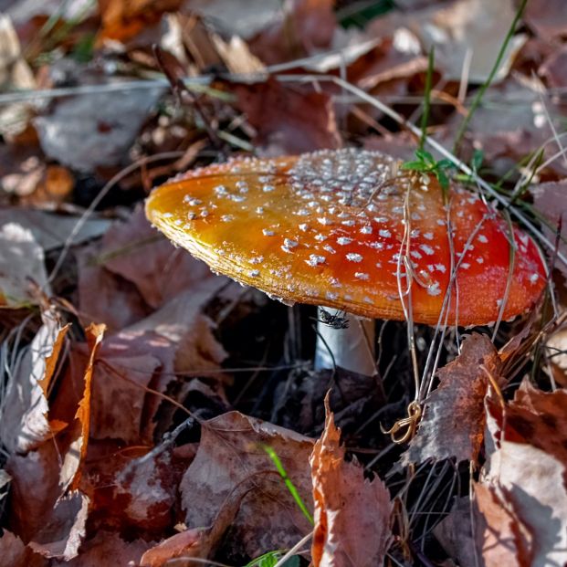 Seta de la familia Agáricos Seta de la familia Agáricos