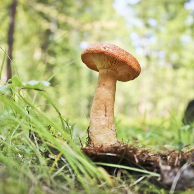 Seta de la familia Lactarius Seta de la familia Lactarius