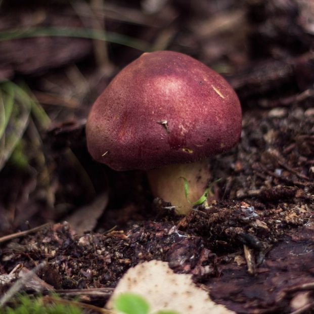 Seta de la familia de las Russulas Seta de la familia de las Russulas