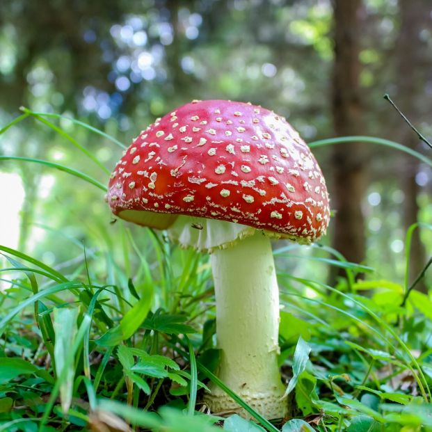 Seta de la familia Amanita Seta de la familia Amanita