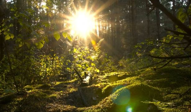 ¿Por qué tardó tanto en surgir la vida vegetal sobre la Tierra?