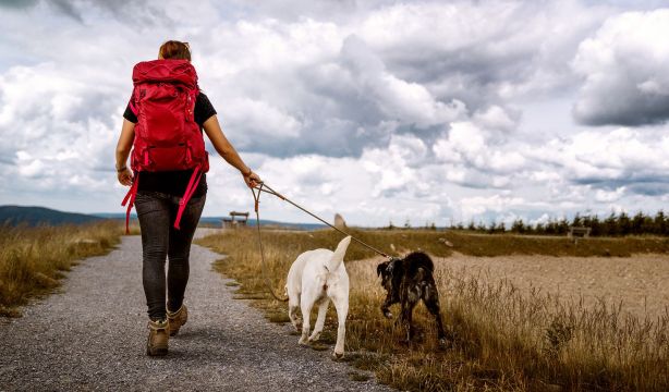 Un entrenador profesional de perros elige las tres mejores razas