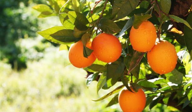 Un frutero explica la mejor manera para diferenciar una mandarina seca de una jugosa