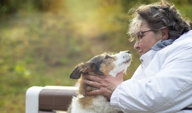 Derechos legales de las mascotas: ¿pueden recibir herencias o tener pensión de alimentos?