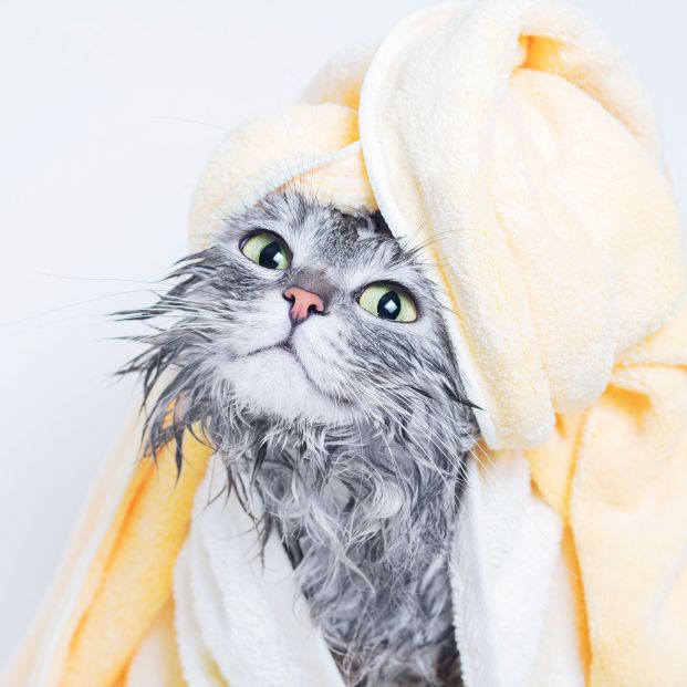 Bañar al gato Bañar al gato