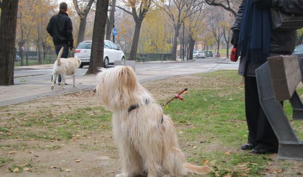 Atención veterinaria gratuita para las mascotas de personas vulnerables (Europa Press)
