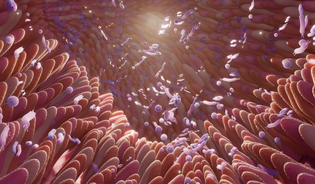 La microbiota intestinal puede influir en la salud cognitiva en el envejecimiento