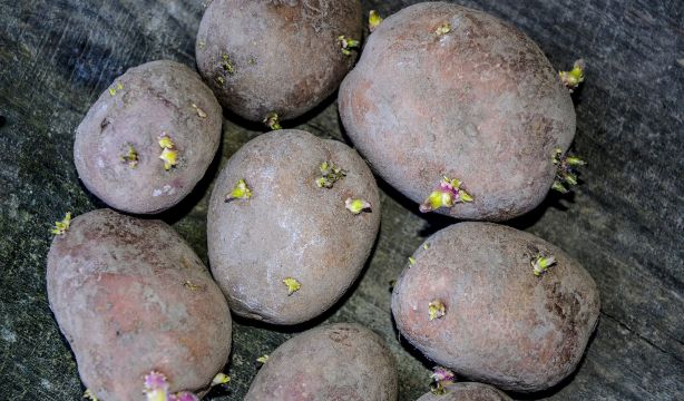 bigstock. 'Sólo necesitas una manzana': El truco para evitar brotes en las patatas