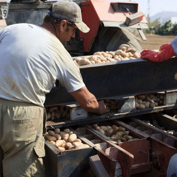 Patatas de Naxos. Fuente: Bigstock