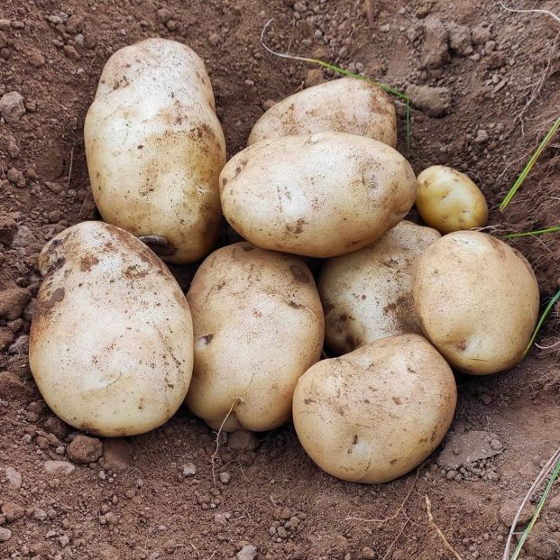 Patacas de Galicia. Fuente: Europa Press