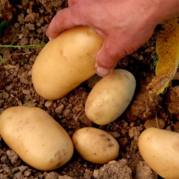 Cosecha de patatas. Fuente: Bigstock