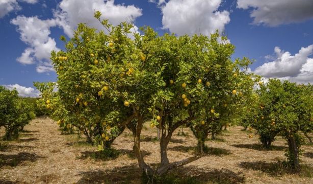 Las cebollas, el limón y las aceitunas casi septuplican su precio del campo a la mesa en enero