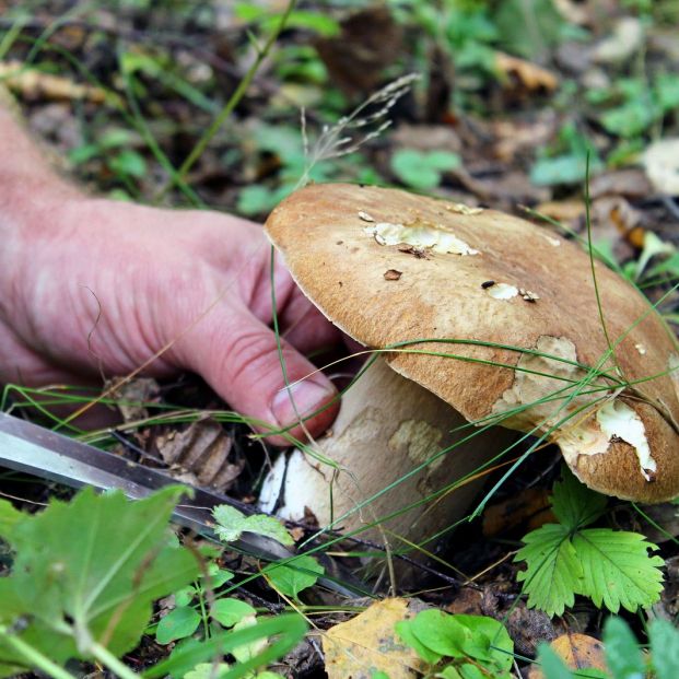 Mejores lugares de España para recoger setas Mejores lugares de España para recoger setas