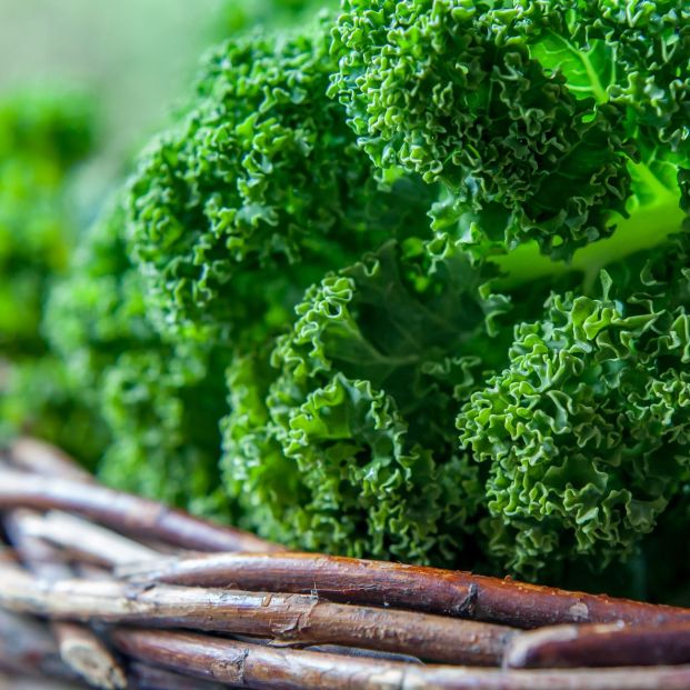 Col rizada. Fuente: Bigstock Col rizada. Fuente: Bigstock