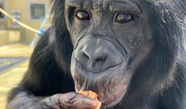 Los simios pueden intuir la ignorancia de los demás