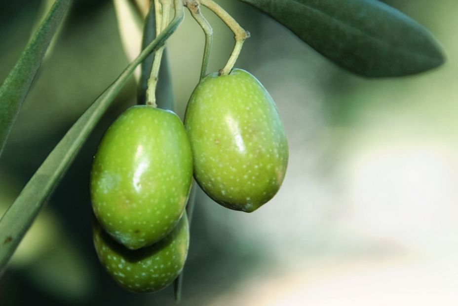 Aceitunas Aceitunas
