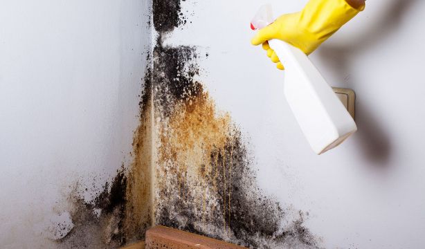 El truco de 'Bricomanía' para eliminar el moho de las paredes: "Aquí no ha pasado nada"