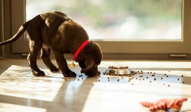 Un experto revela cada cuánto debes lavar el plato de comida de tu mascota