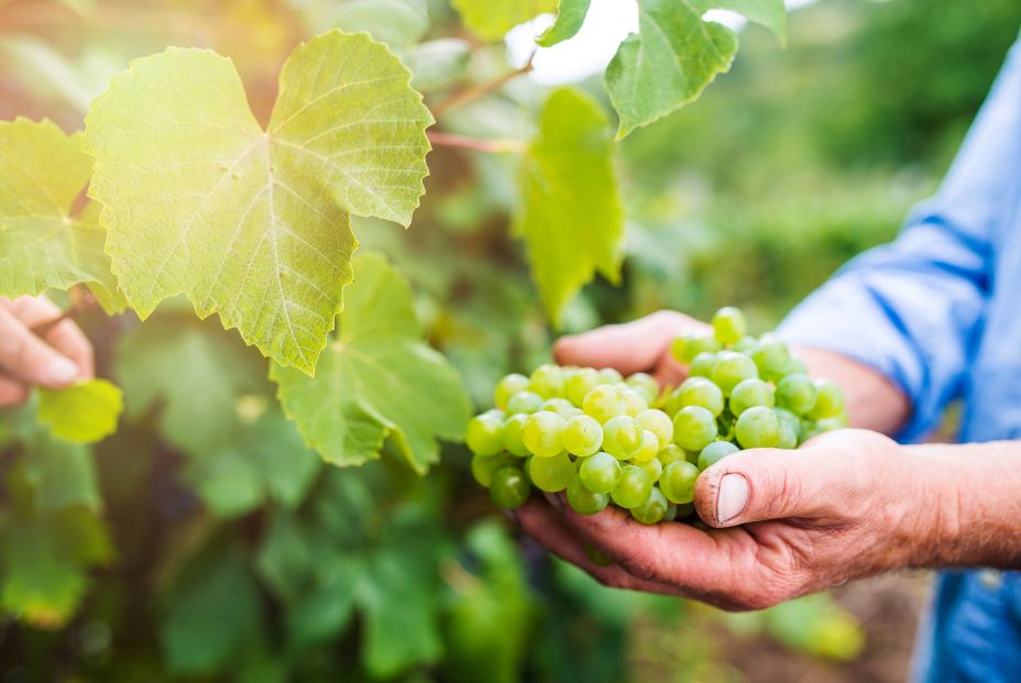 Las uvas también son un 'superalimento': todos sus beneficios Las uvas también son un 'superalimento': todos sus beneficios