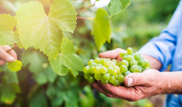 Las uvas también son un 'superalimento': todos sus beneficios