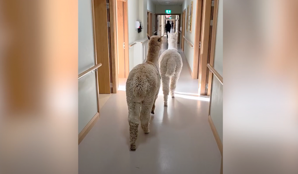 La innovadora terapia con alpacas peruanas de una residencia de mayores de Irlanda