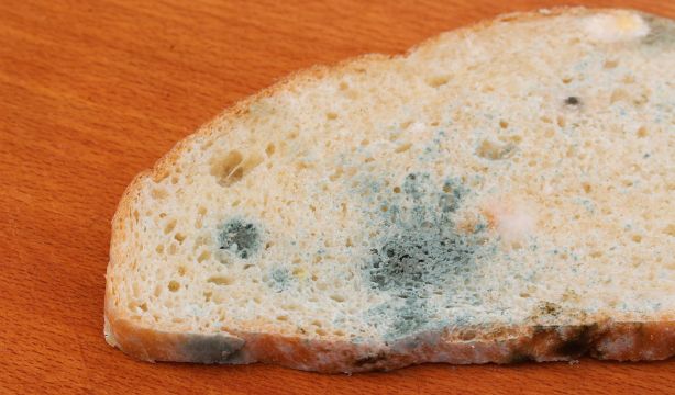 Este es el error que cometes al guardar tu comida y que la llena de moho