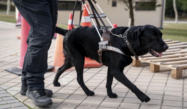 Estas son las etapas de un perro guía hasta ser los ojos de una persona ciega