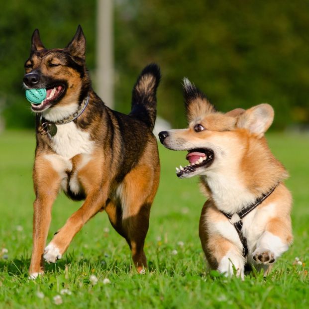 Qué pautas seguir con tu mascota si no se socializa con otros perros Qué pautas seguir con tu mascota si no se socializa con otros perros