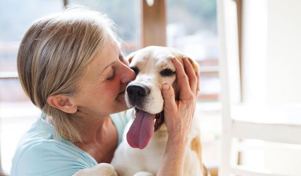Lanzan una nueva herramienta digital para mejorar la calidad de vida de perros sénior