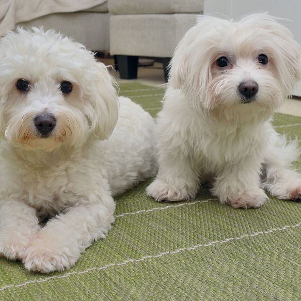 bigstock Maltese Animal Family Inside O 281201926 bigstock Maltese Animal Family Inside O 281201926