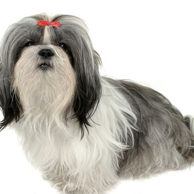 bigstock Shih Tzu Puppy659146 bigstock Shih Tzu Puppy659146