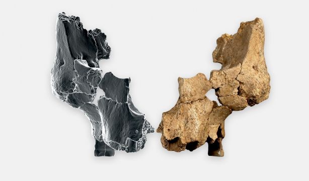 Descubierta en Atapuerca la cara humana más antigua de Europa occidental