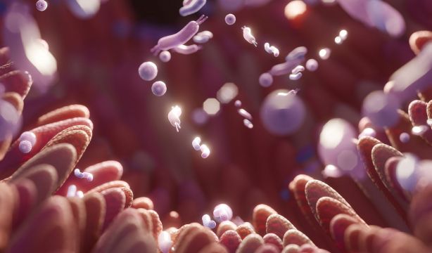 Estudiar tu microbiota abre el camino para un envejecimiento activo