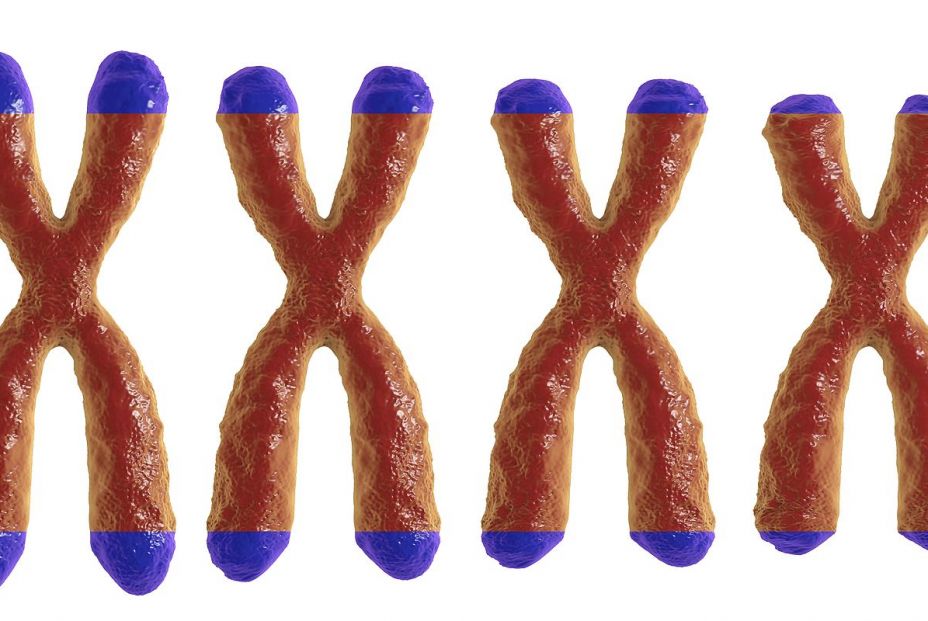 Imagen de acortamiento de telómeros. Bigstock. Imagen de acortamiento de telómeros. Bigstock.