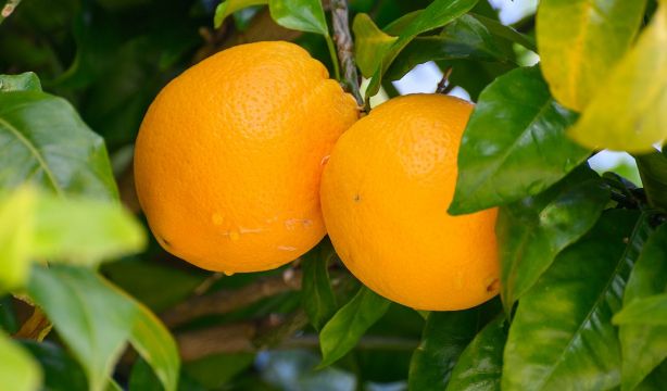 Todo lo que la naranja hace por tu salud y dos recetas deliciosas para sacarle el máximo partido